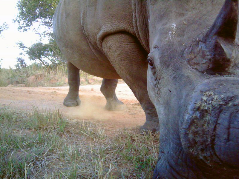 Rhino