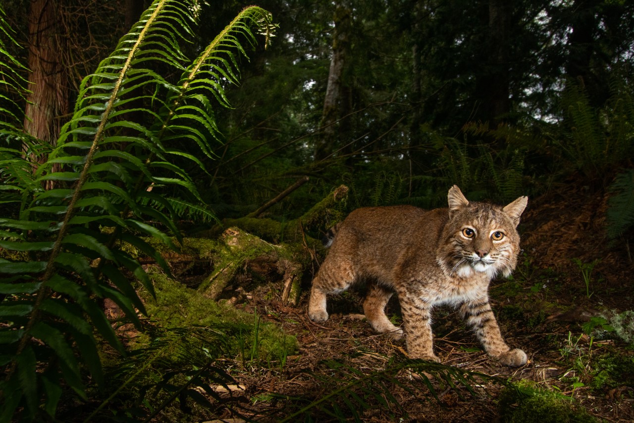 Bobcat staring