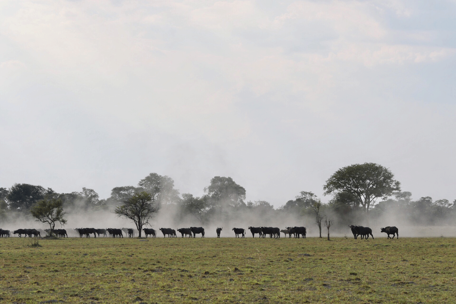 Buffalo 2