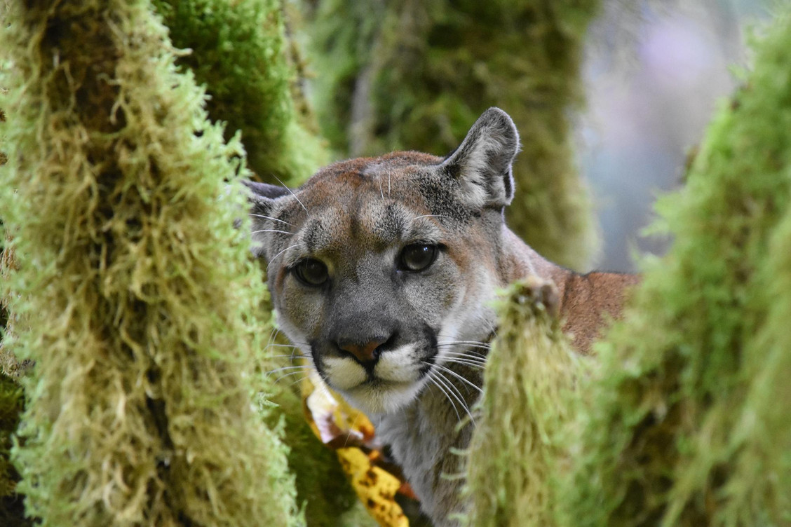Cougar