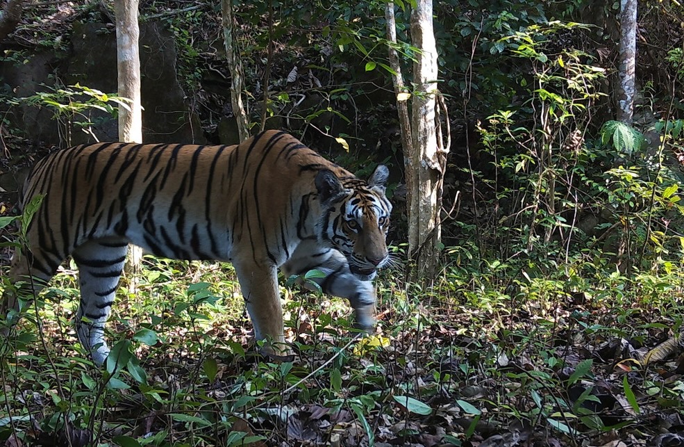 A tiger in eastern Thailand's DPKY complex