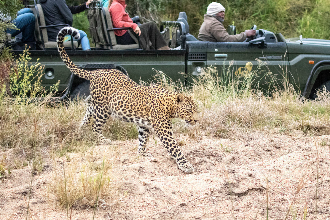 Leopard
