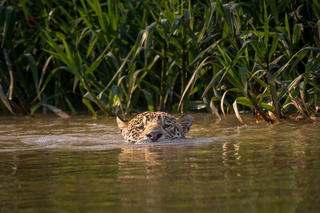 "Jaguar Juru hunting for prey"