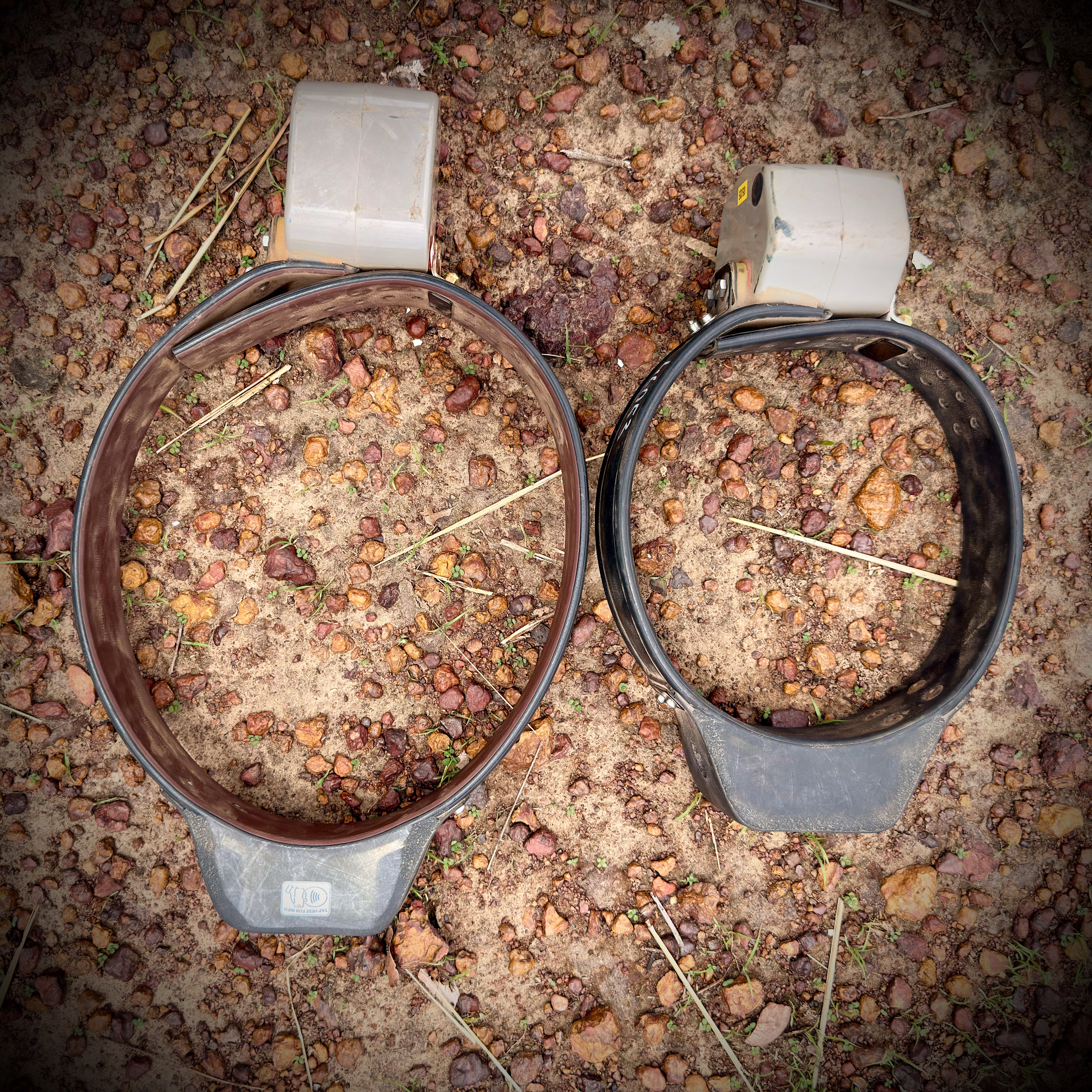 Telemetry collars for a male (left) and female lion.