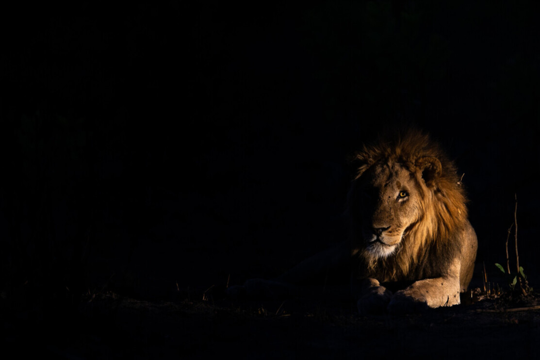 A male lion
