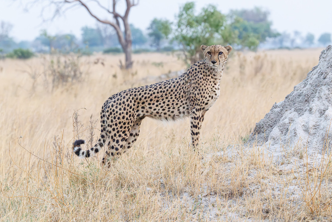 Cheetah