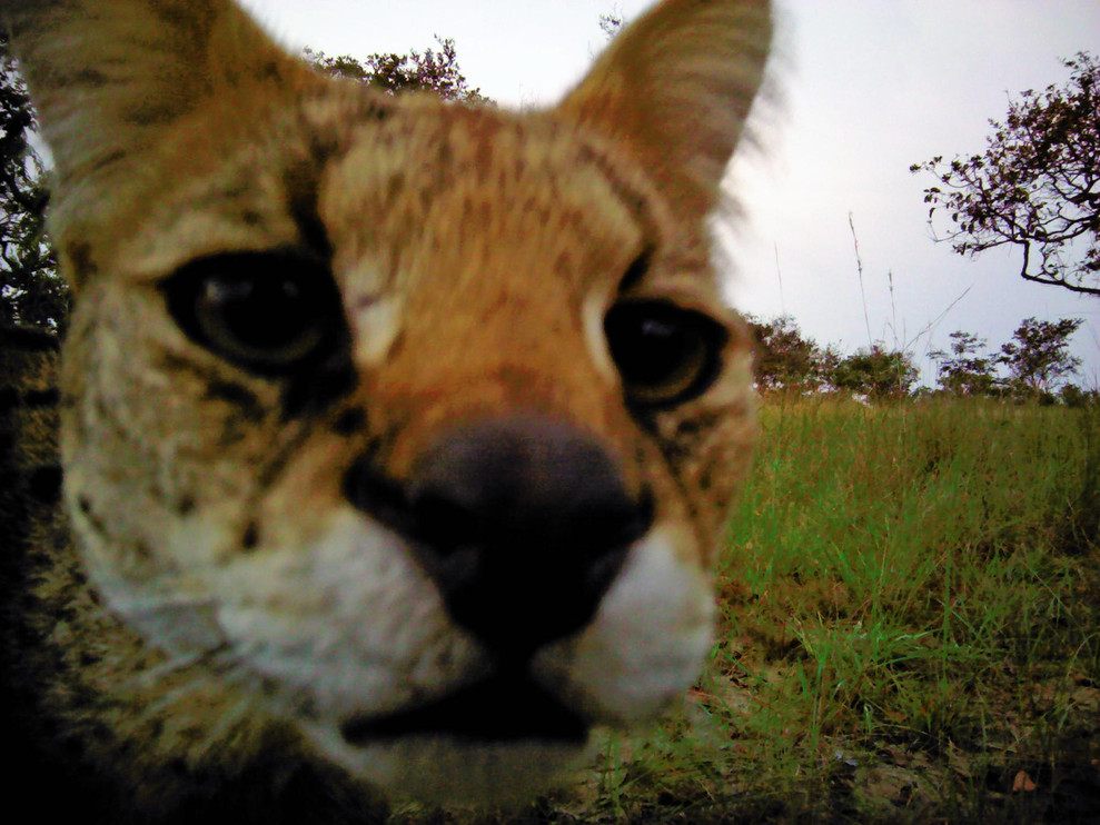 Serval