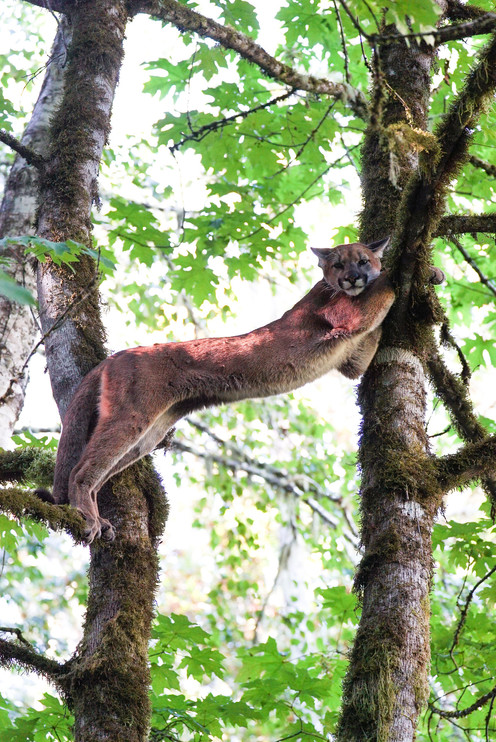 Cougar