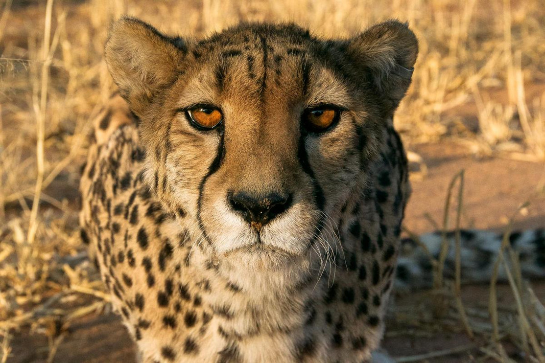 Cheetah&nbsp;