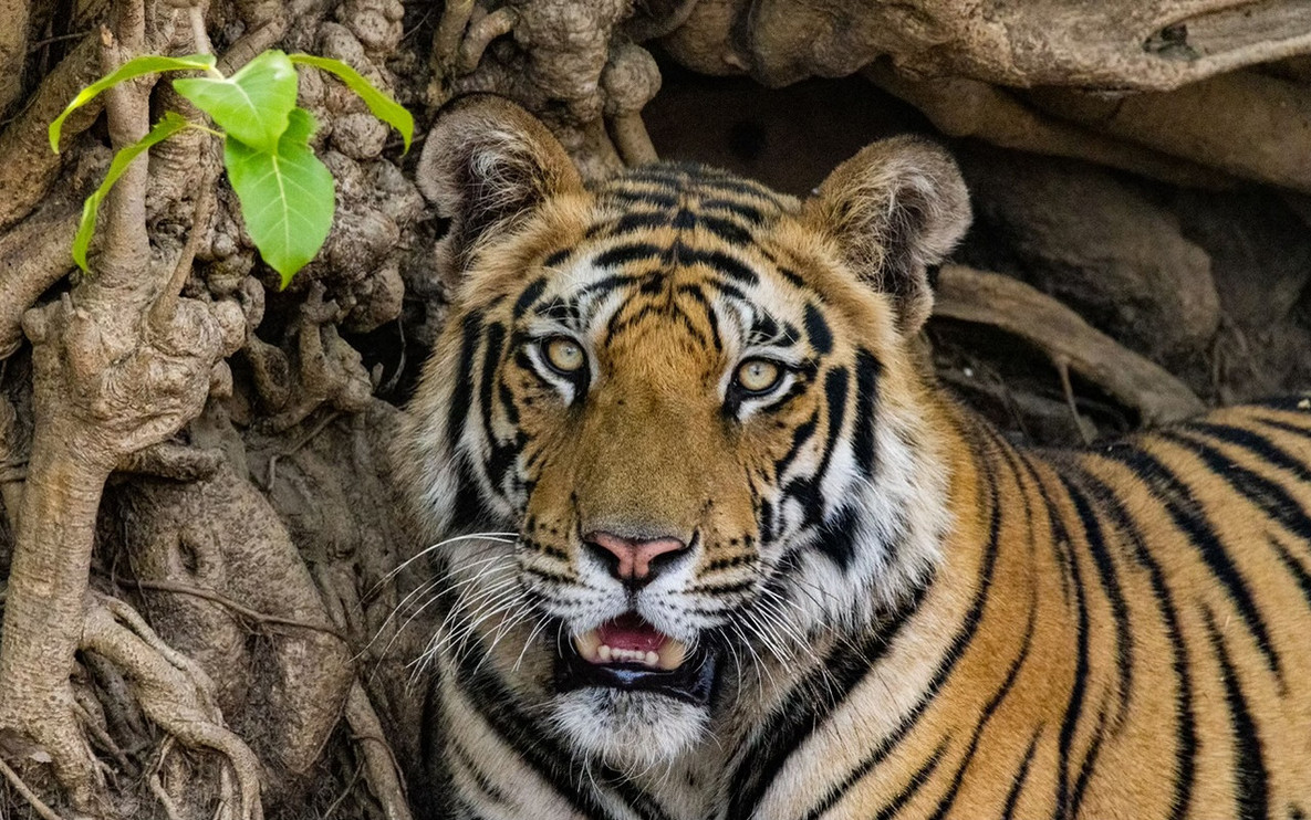 A Bengal tiger cub in Bandhavgarh National Park, India