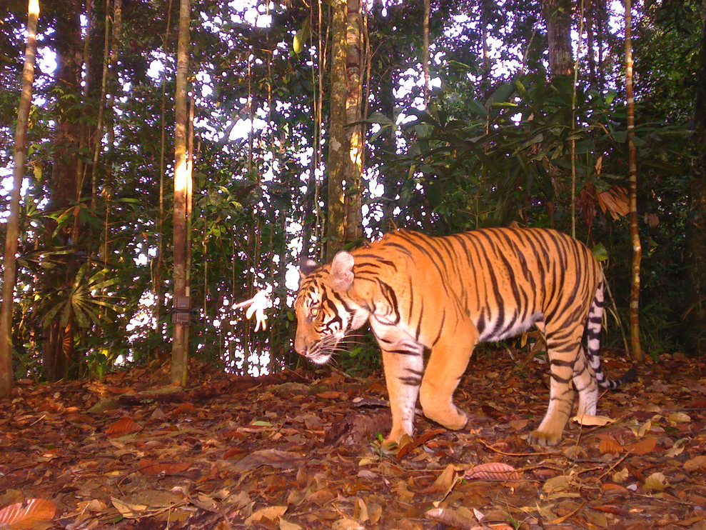 Malayan tiger at Al-Sultan Abdullah Royal Tiger Reserve.