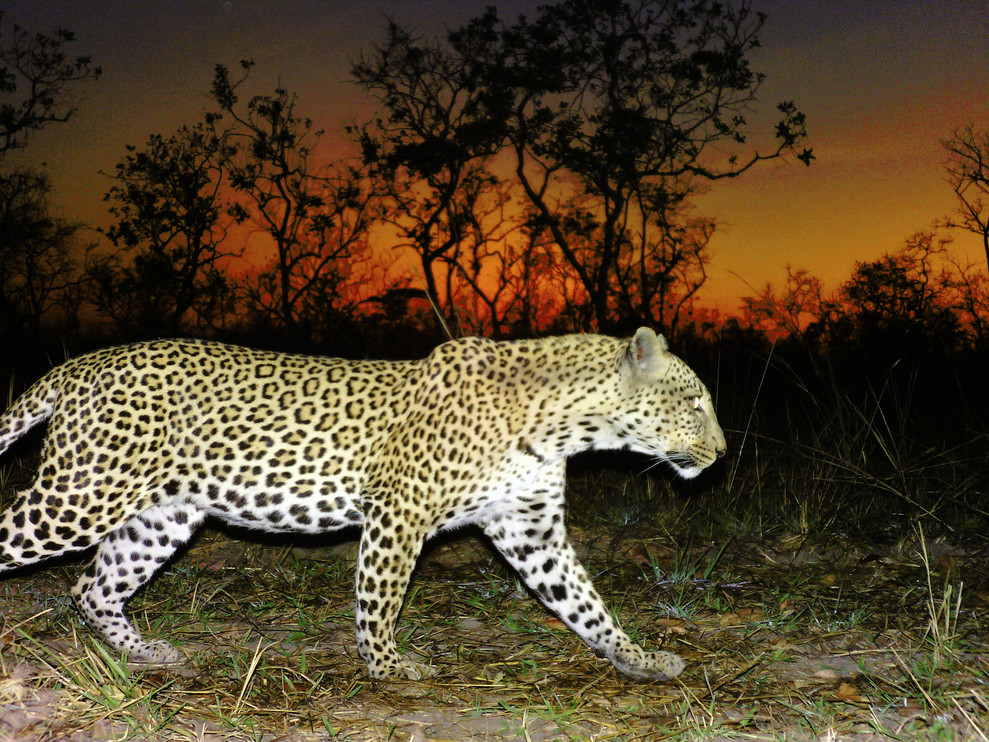 Leopard
