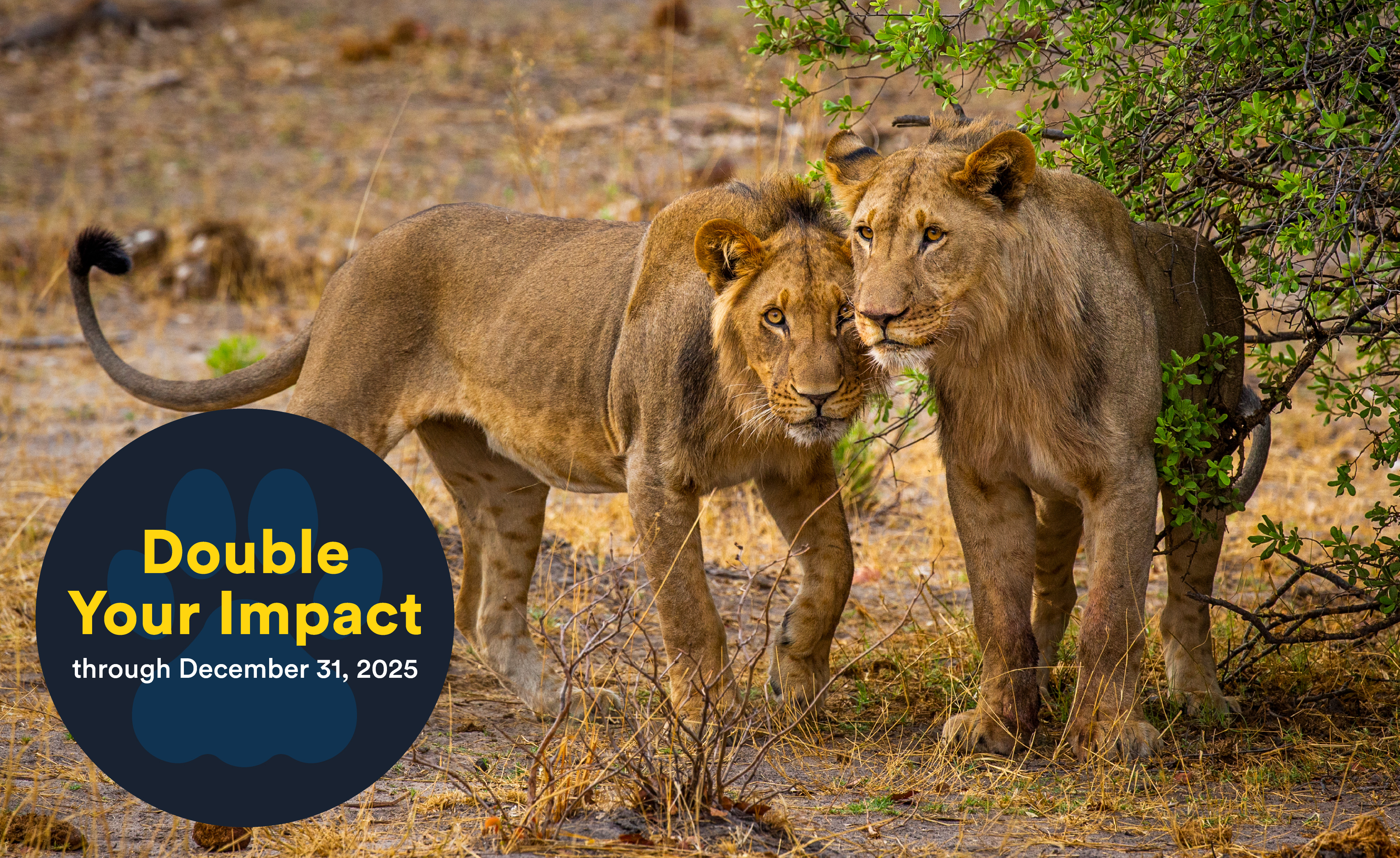 Double Your Impact
