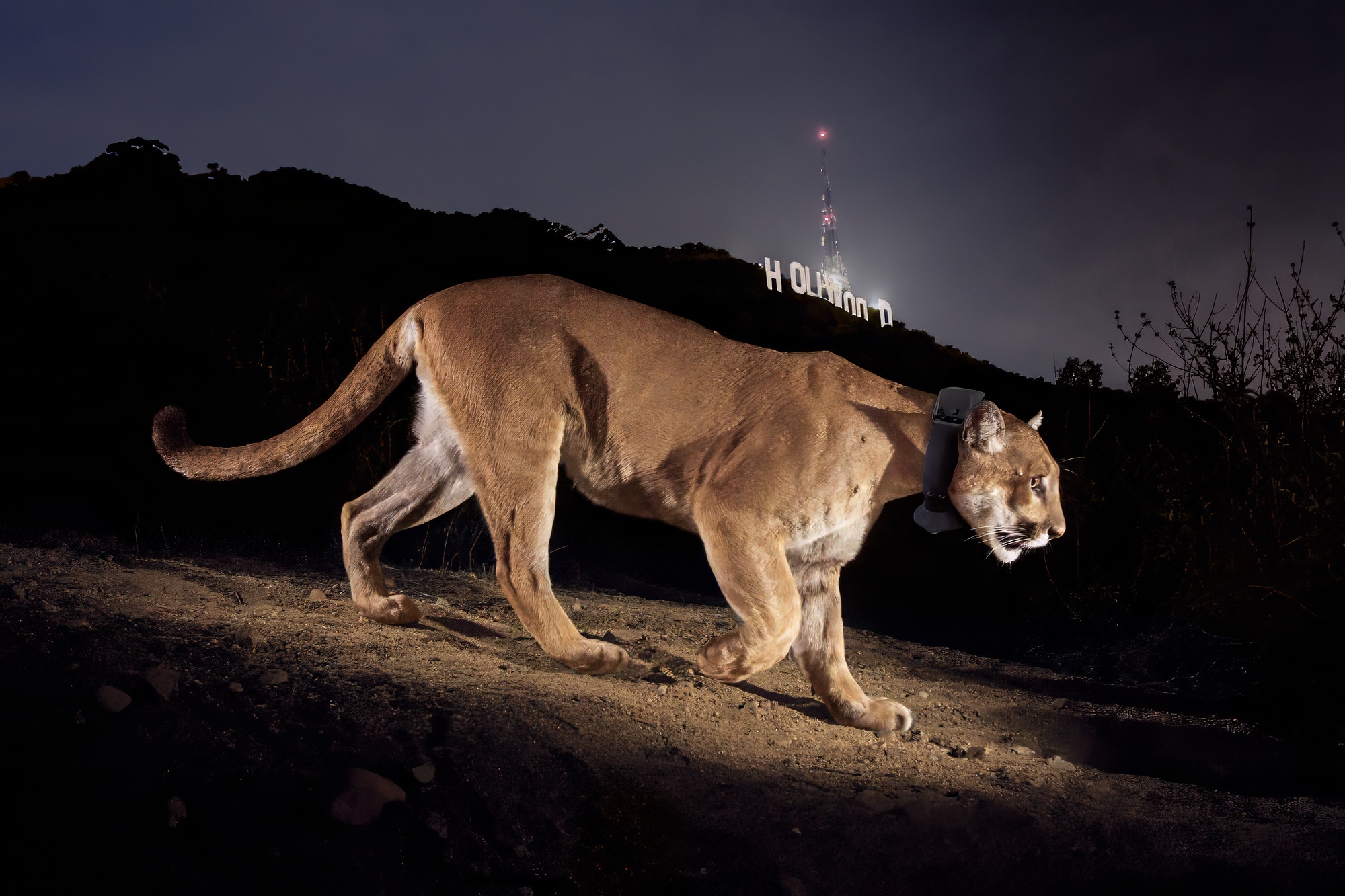 P-22, the iconic puma, in front of the Hollywood sign at night