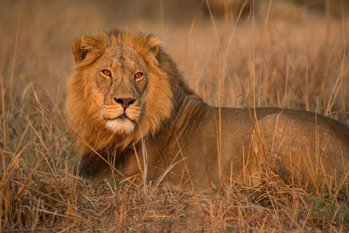 A male lion in Kafue National Park, Zambia
