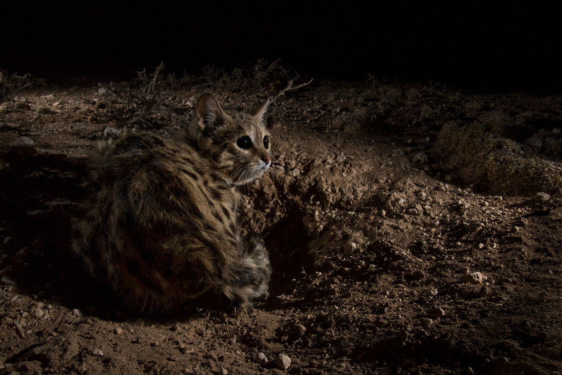 Black-footed cat ©Sebastian Kennerknecht&nbsp;