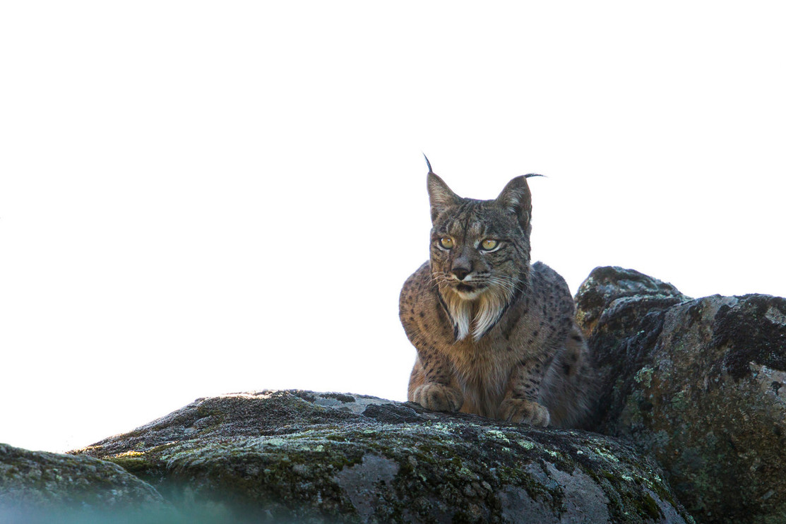 Iberian lynx crouching on a rock