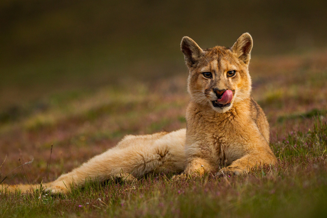 Puma 