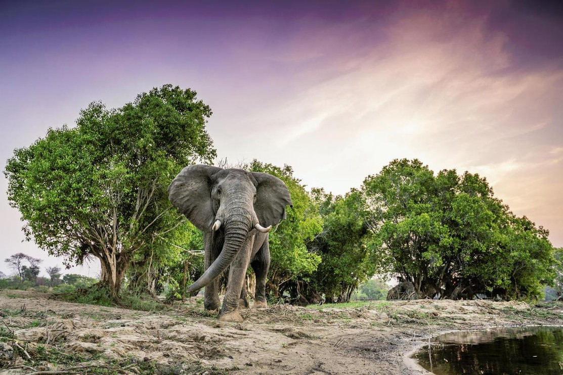 Elephant