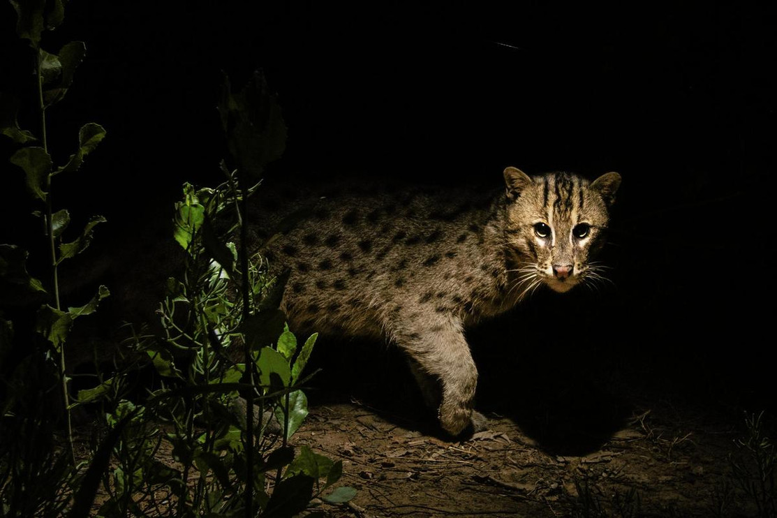 A collared fishing cat named Olan