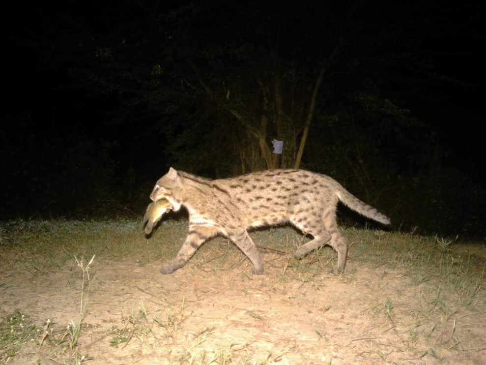 Camera trap photo of a fishing cat holding a fish in its mouth.