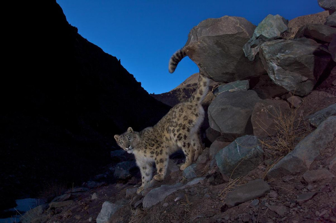 Snow leopard