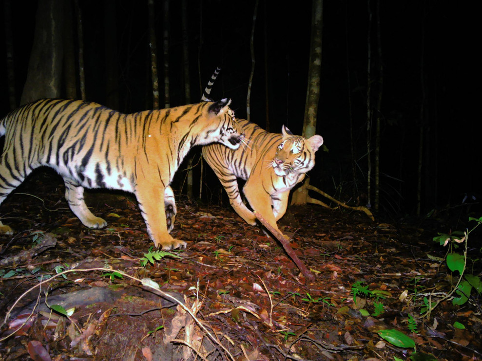 Two Malayan tigers photographed by a remote camera in Taman Negara, Malaysia