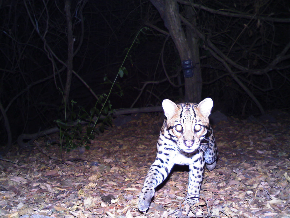 An ocelot in the Brazilian forest