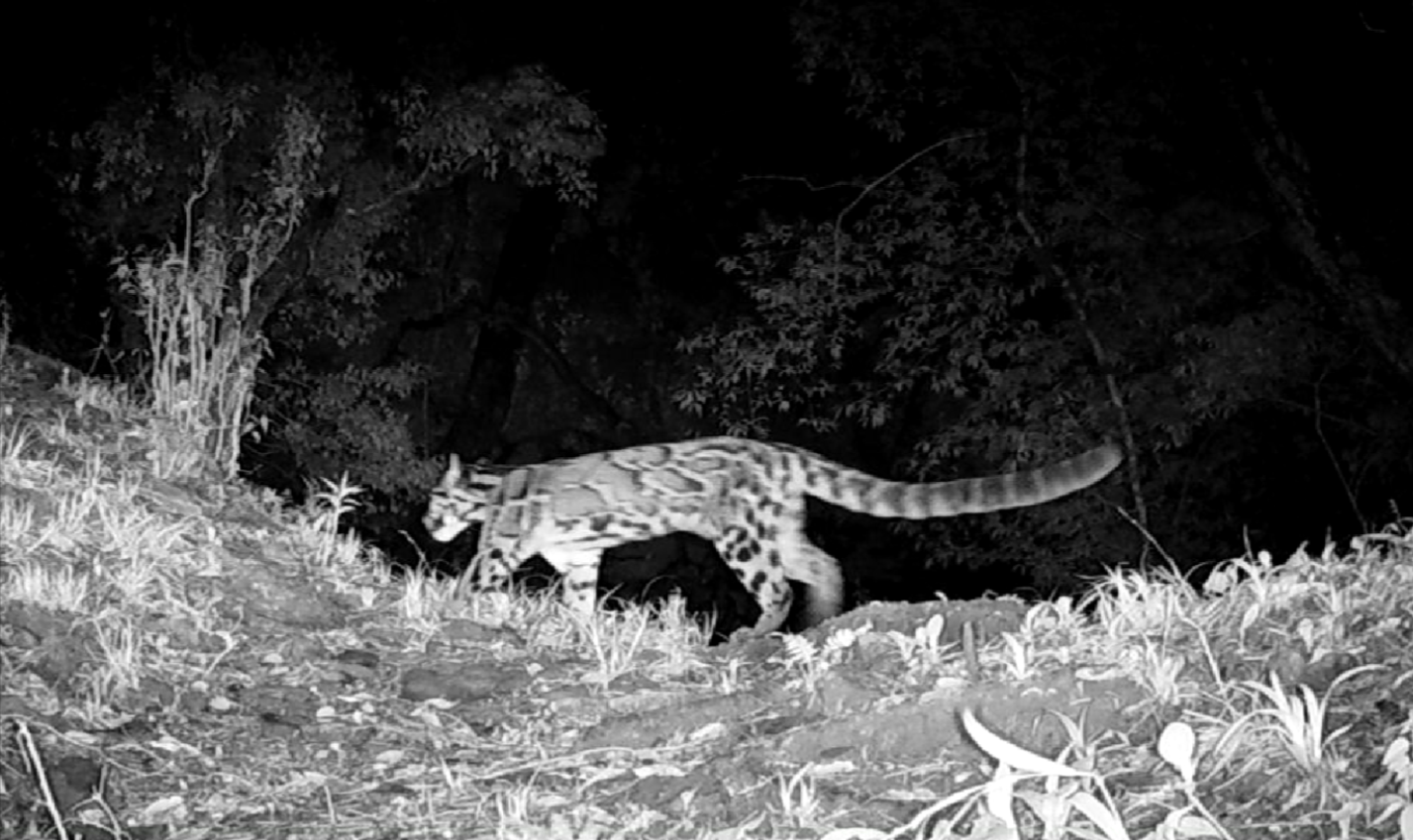Clouded leopard
