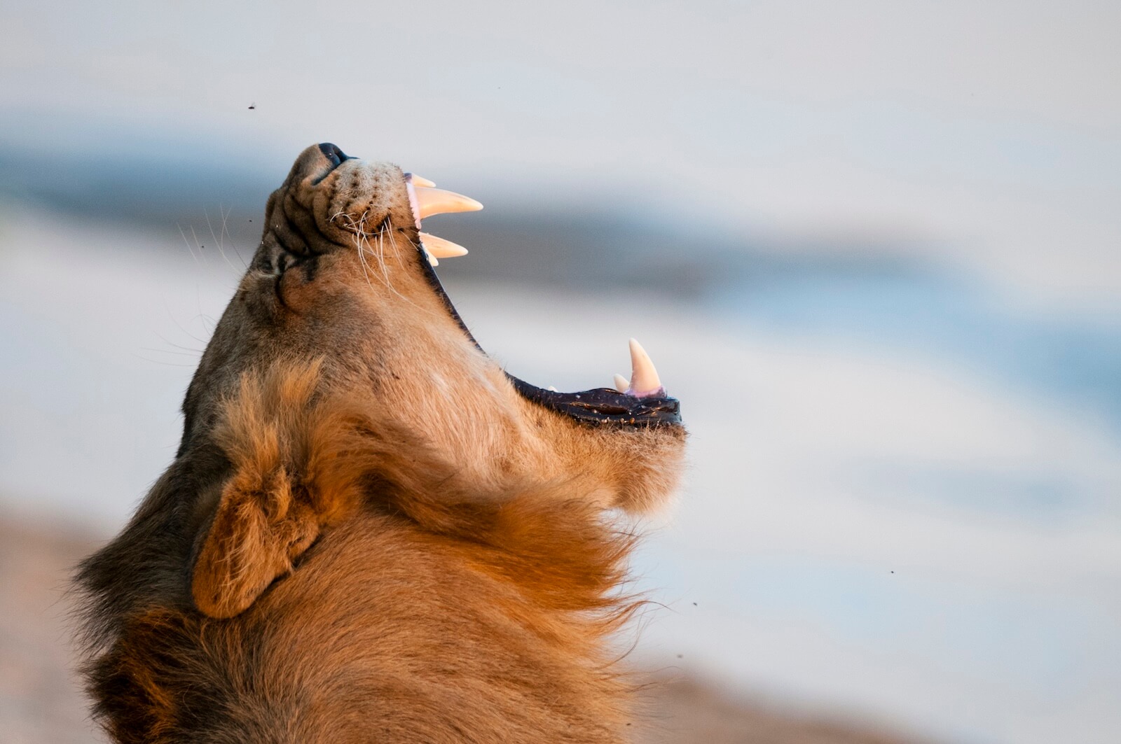 Lion Yawning