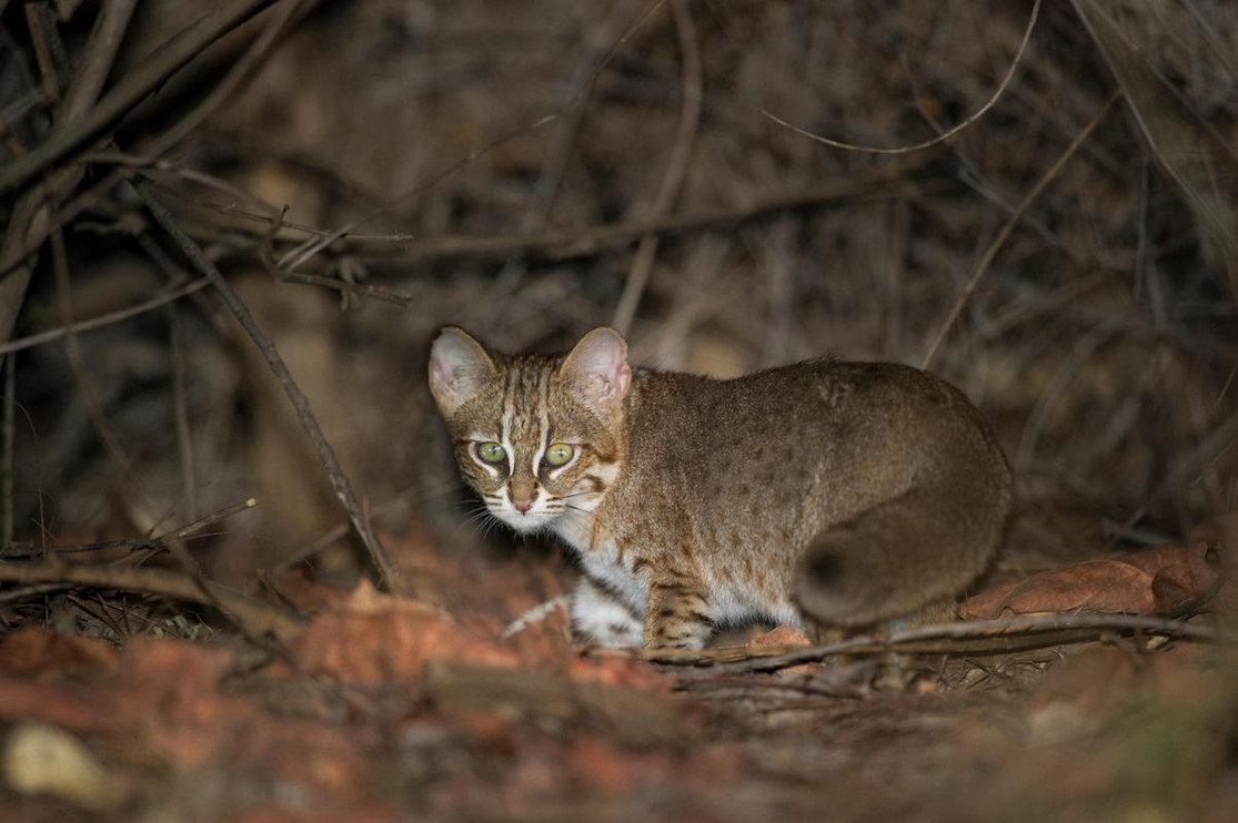 Rusty-spotted cat&nbsp;©Nick Garbutt