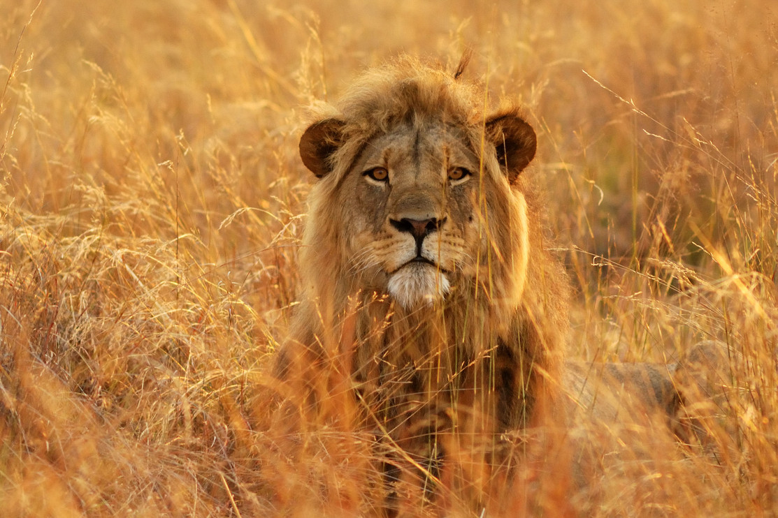 A male lion in Hwange National Park, Zimbabwe.