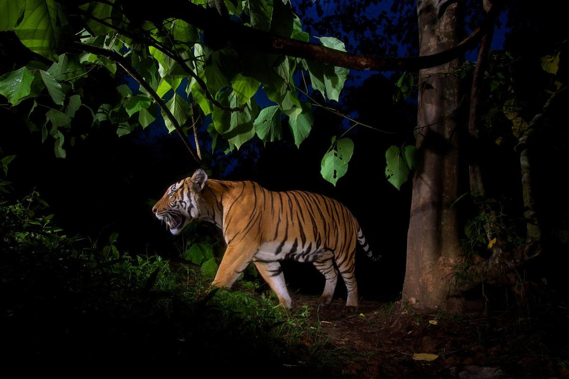An Indochinese tiger approaches a tree where tigers spray to mark their territory.