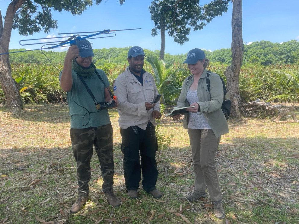 Panthera staff use telemetry to monitor animal movement, behavior and habitat use.