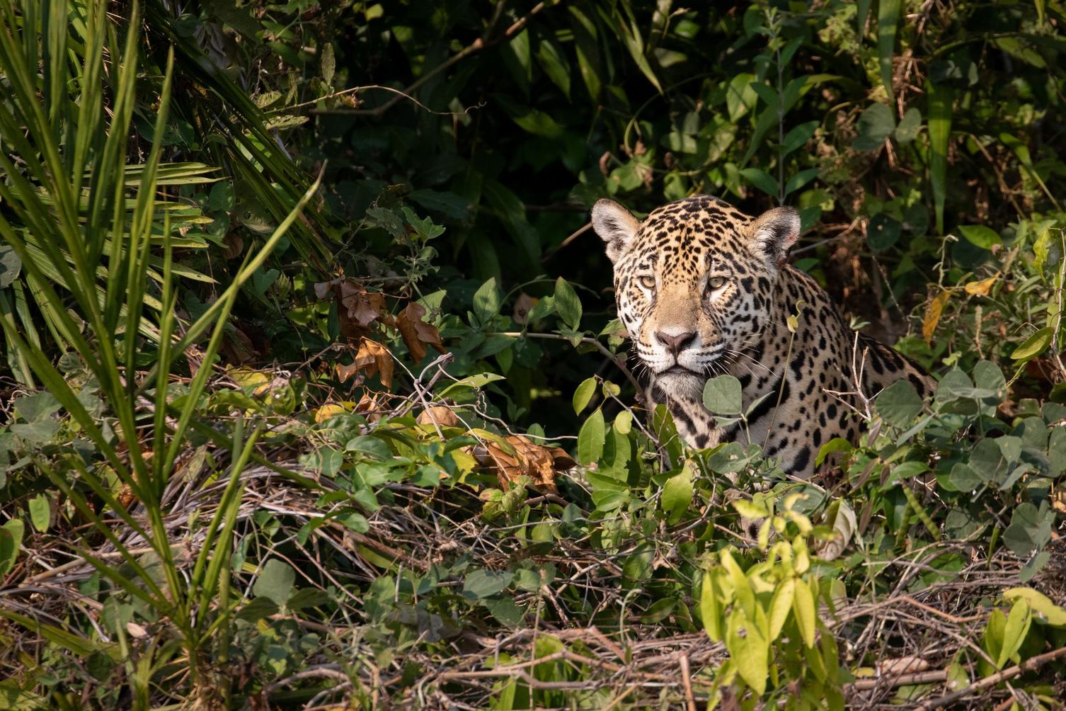 Jaguar