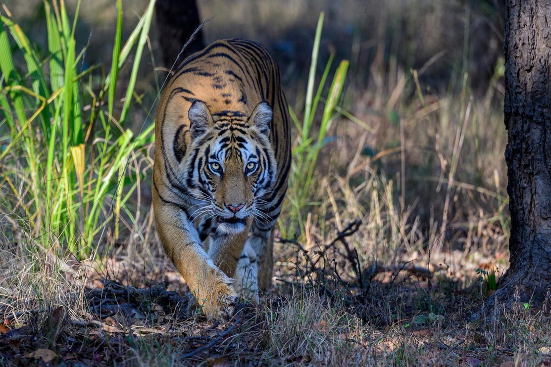 A tiger in Bandhavgarh Tiger Reserve, India