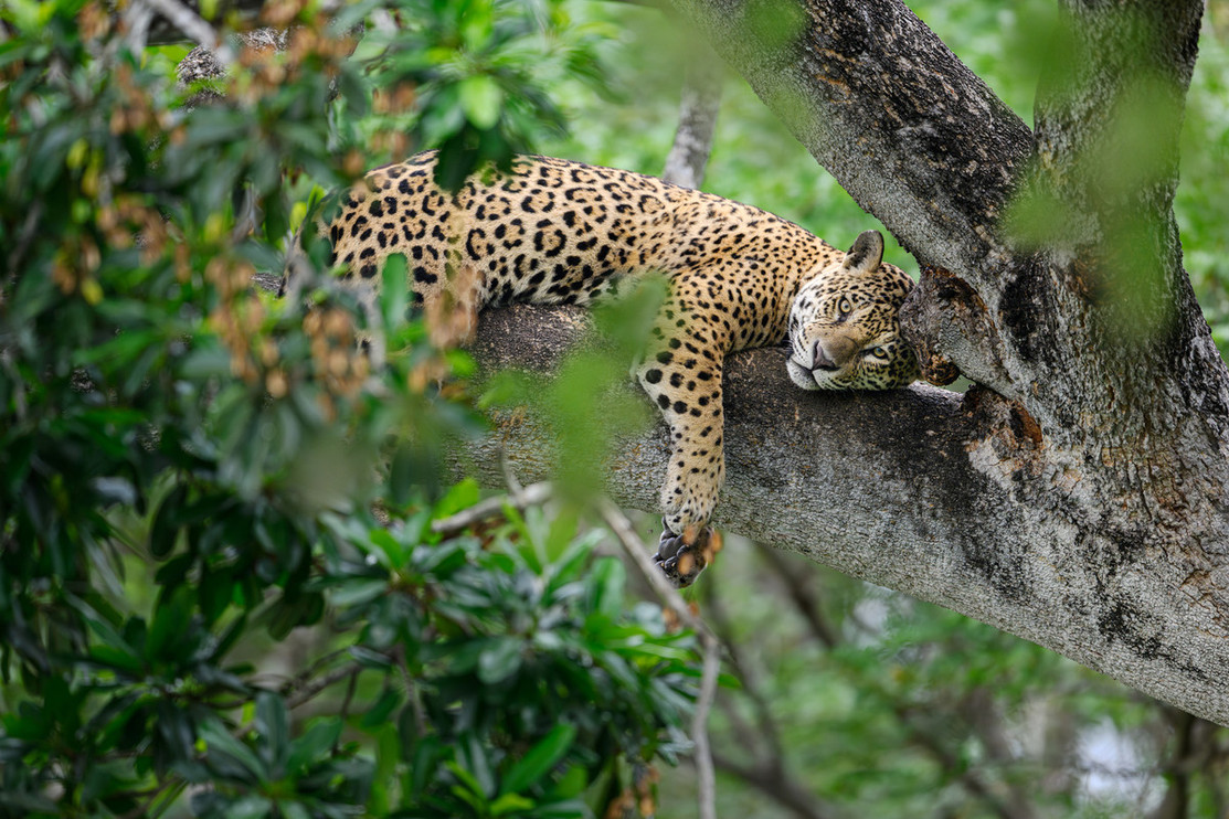 Jaguar