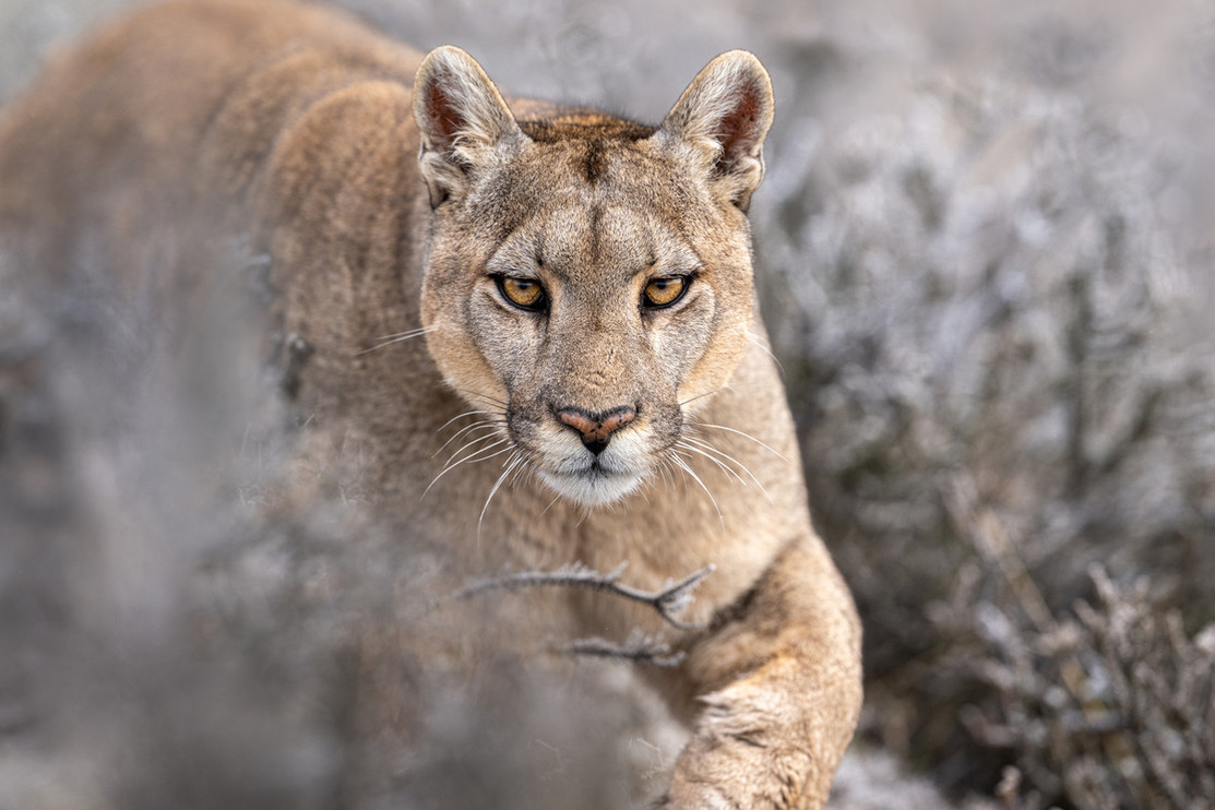 Puma