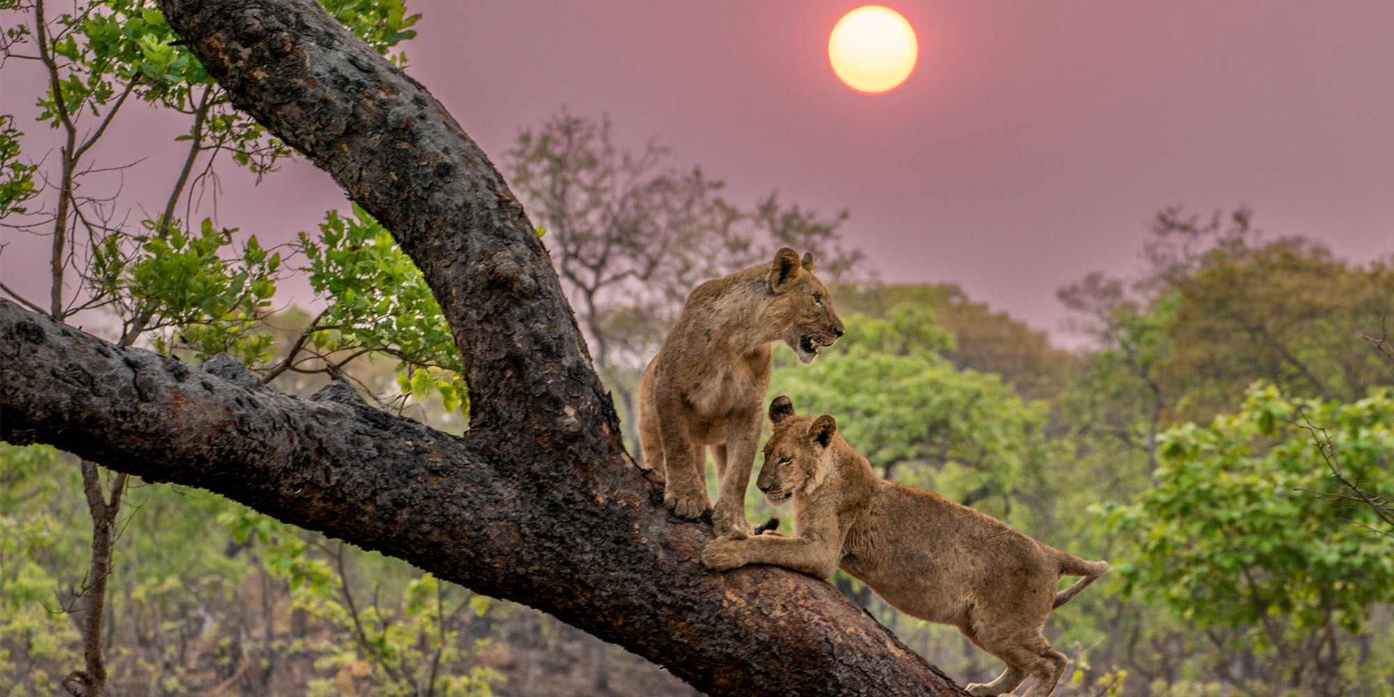 Lion Cubs