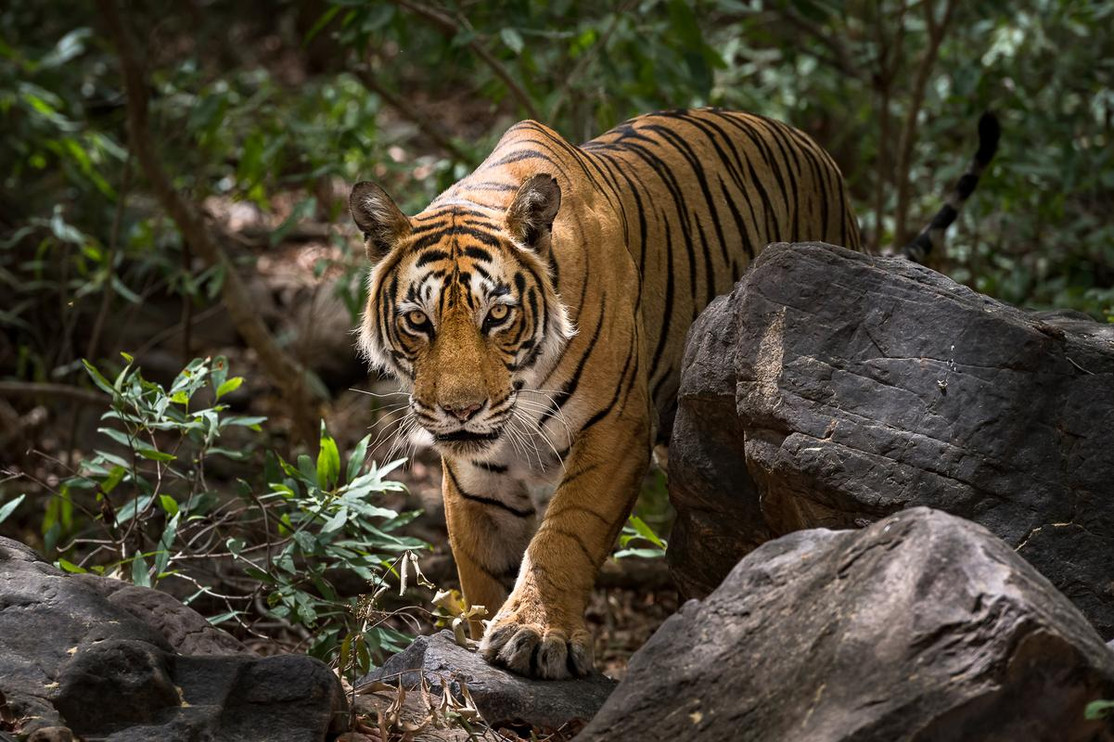 Tiger prowling