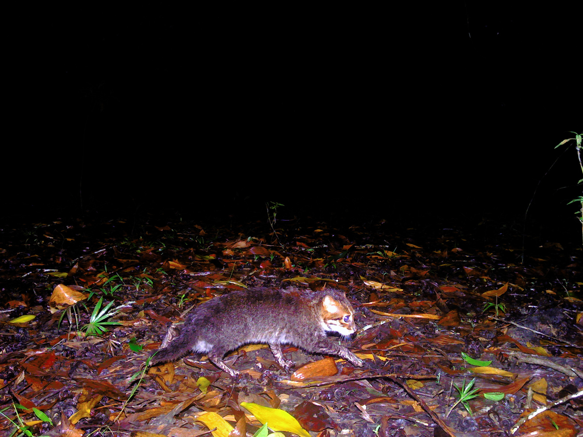 flat-headed cat in thailand