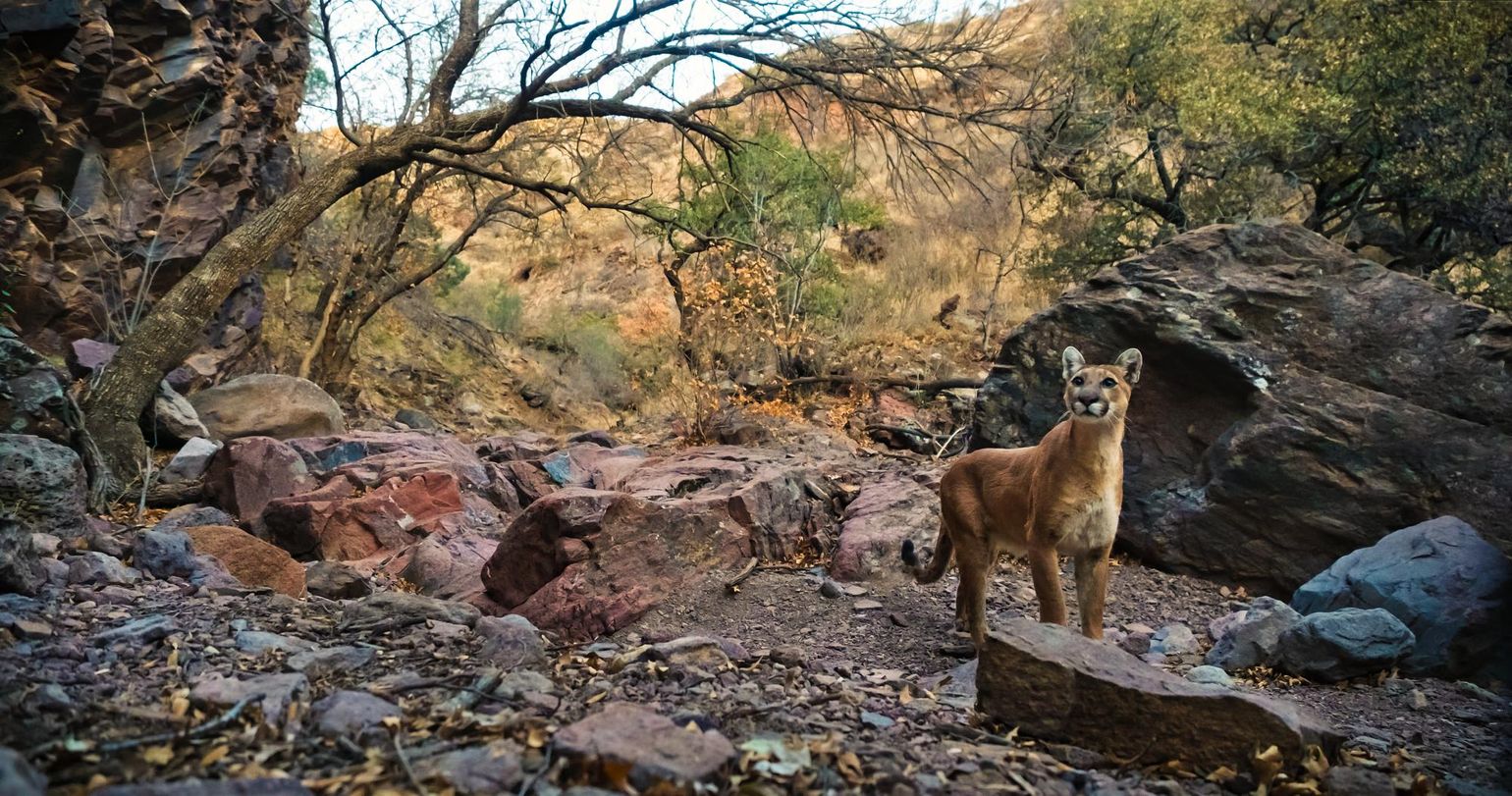 Mountain lion walking in a rocky area