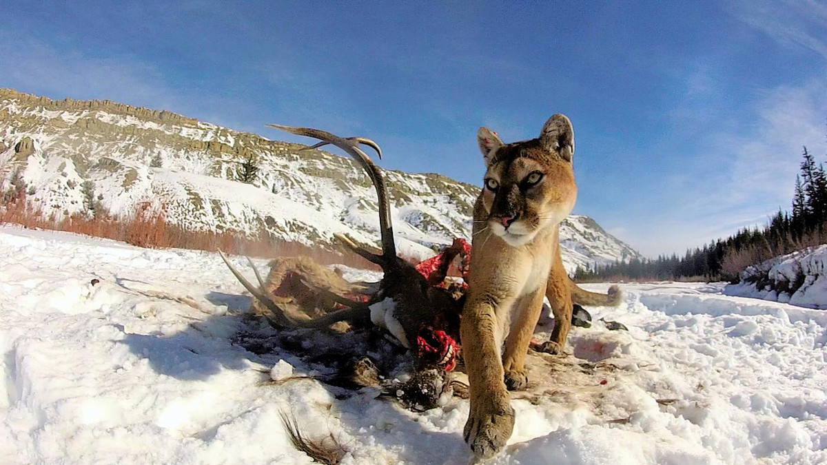 Puma with kill