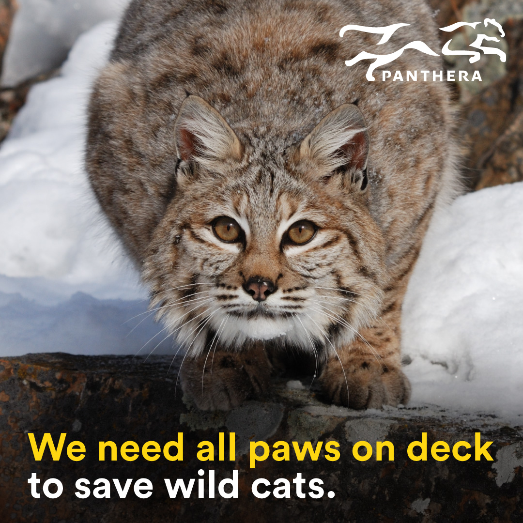Bobcat Post