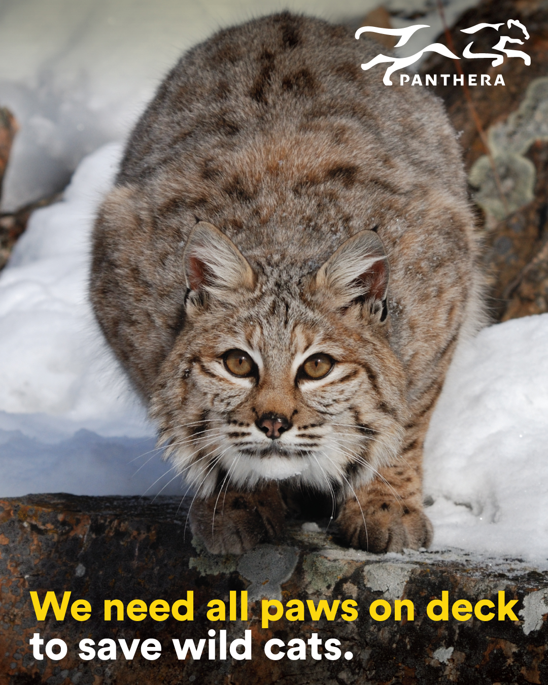 Bobcat Post
