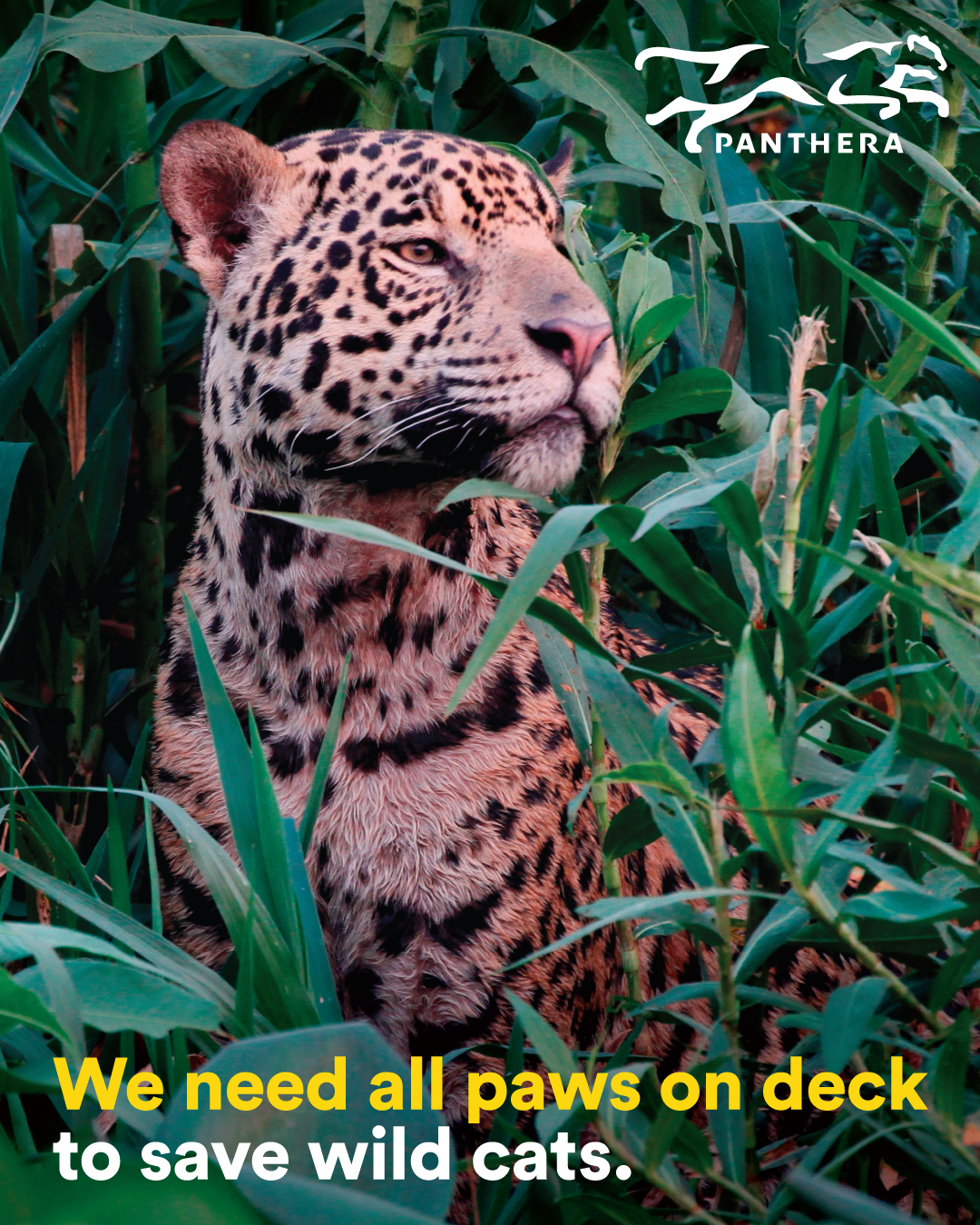 Jaguar Post