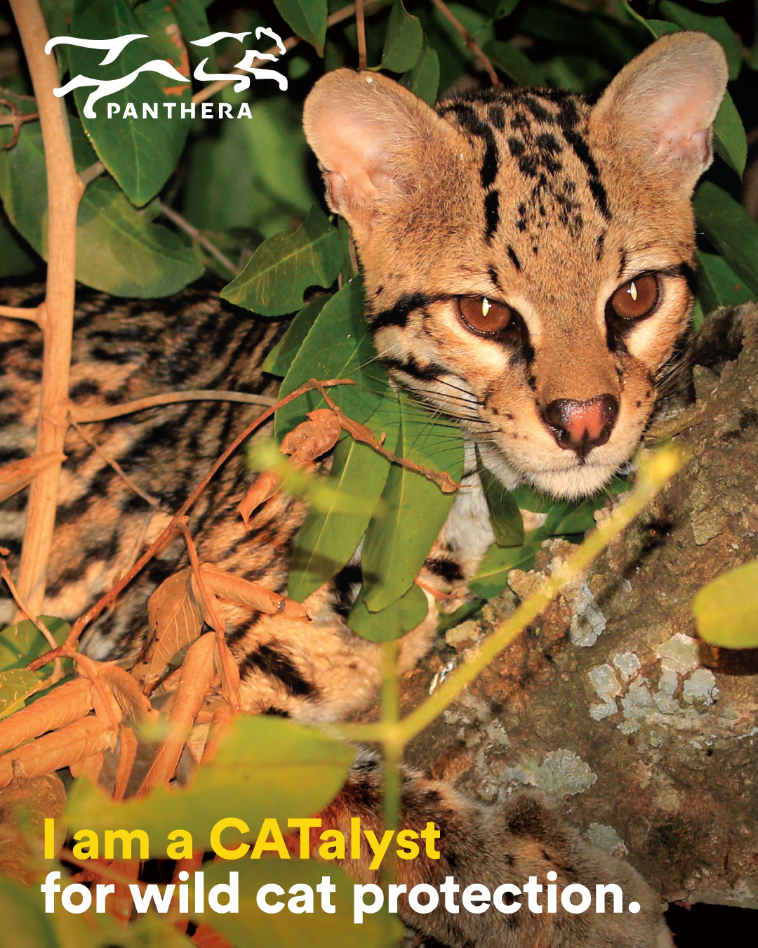 Ocelot Post