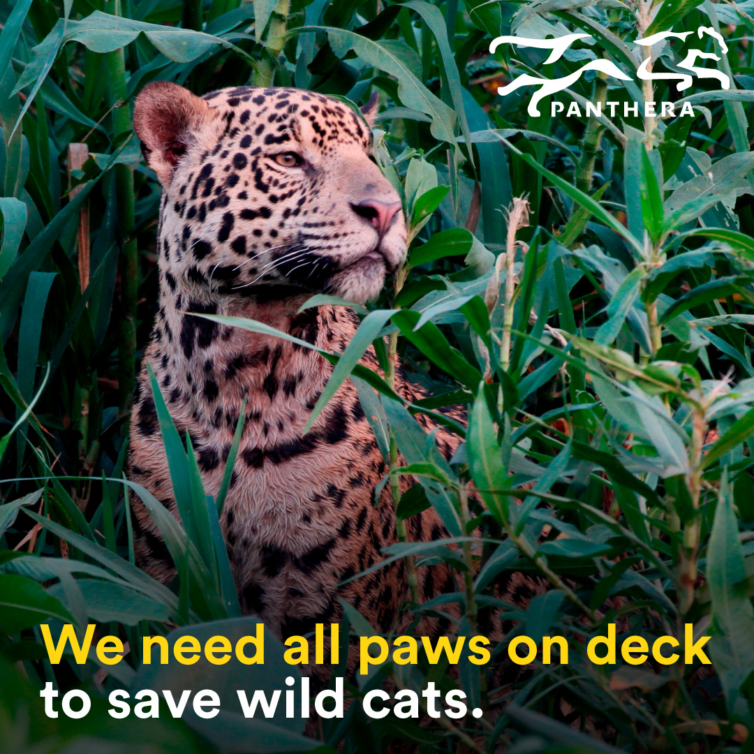 Jaguar Post