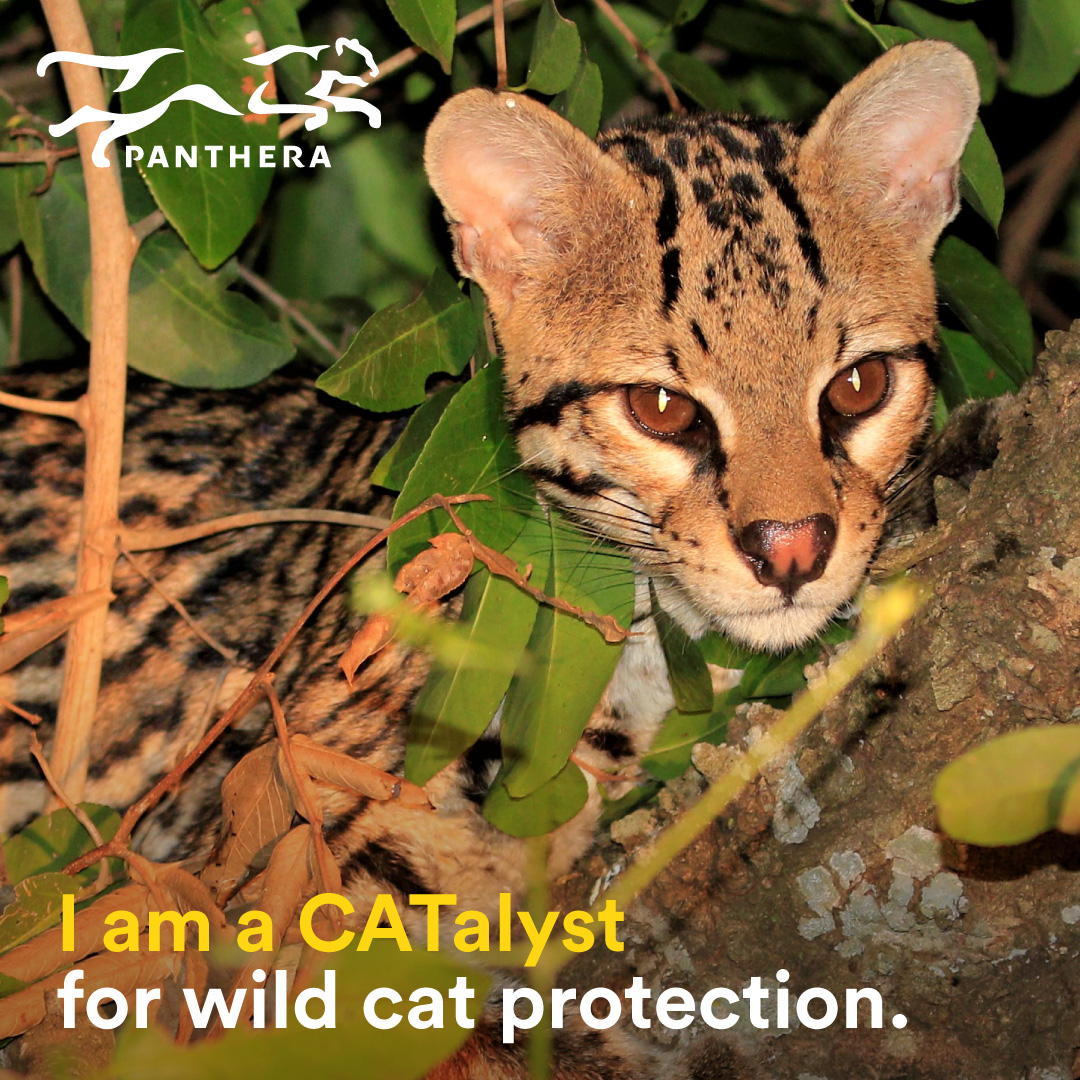Ocelot Post