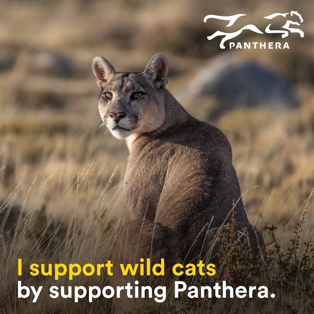 Puma Post